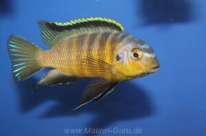 Tropheops sp. 'orange chest' Arten